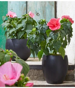 Sumpf-Roseneibisch 9 Sumpf-Roseneibisch -Gartenbedarf Verkäufe 2024 8233520 8587826 PR MO 006 HibiscusMoscheutosBL0218