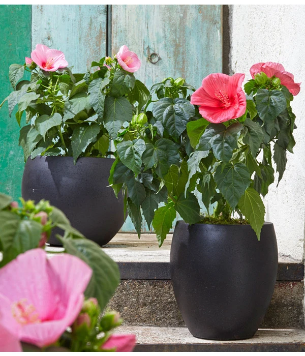 Sumpf-Roseneibisch 5 Sumpf-Roseneibisch – Bild 3