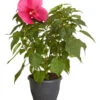 Sumpf-Roseneibisch -Gartenbedarf Verkäufe 2024 8233520 PR FS 001 HibiskusHibiscusMoscheutusT23SumpfeibischMagentaRotDehnerExpressZS
