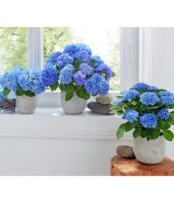 Midi Hortensie - Hydrangea Macrophylla, Verschiedene Farben -Gartenbedarf Verkäufe 2024 8233744 2418291 2791507 2442770 2442796 8233785 WE MO 003 HortensieMidiBlauHortensieBlau
