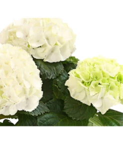 Midi Hortensie - Hydrangea Macrophylla, Verschiedene Farben -Gartenbedarf Verkäufe 2024 8233744 WE DE HortensienMidiDehnerHerzig