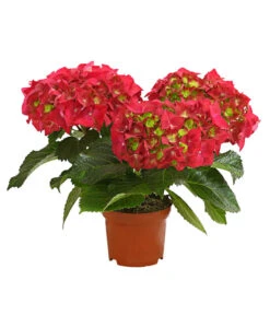 Midi Hortensie - Hydrangea Macrophylla, Verschiedene Farben -Gartenbedarf Verkäufe 2024 8233744 WE FS 001 HortensieHydrangeaMidiMixT10DehnerExpressHerzig