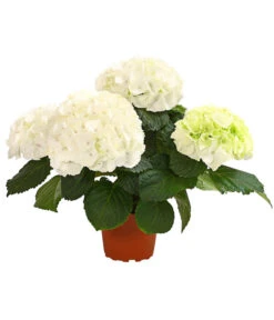 Midi Hortensie - Hydrangea Macrophylla, Verschiedene Farben -Gartenbedarf Verkäufe 2024 8233744 WE FS 002 HortensieHydrangeaMidiMixT10DehnerExpressHerzig