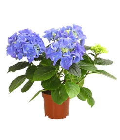 Midi Hortensie - Hydrangea Macrophylla, Verschiedene Farben -Gartenbedarf Verkäufe 2024 8233744 WE FS 003 HortensieHydrangeaMidiMixT10DehnerExpressHerzig