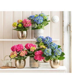 Midi Hortensie - Hydrangea Macrophylla, Verschiedene Farben -Gartenbedarf Verkäufe 2024 8233744 WE MO 001 Hortensien