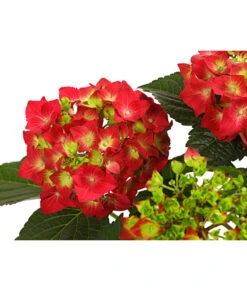 Midi Hortensie - Hydrangea Macrophylla, Verschiedene Farben -Gartenbedarf Verkäufe 2024 8233751 WE DE 001 HortensieHydrangeaRotT14DehnerExpressHerzig