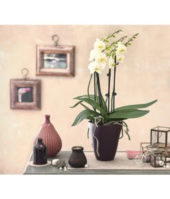 Schmetterlingsorchidee - Phalaenopsis Cultivars 'Multiflora' -Gartenbedarf Verkäufe 2024 8236242 PR MO 001 Phalaenopsis5 6TrieberDehnerExpressHerzig