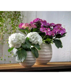 Hortensie - Hydrangea Macrophylla 'Tiffany' -Gartenbedarf Verkäufe 2024 8236648 WE MO 013 8233744 HydrangeamacrophyllaHortensieTiffanyHortensieMidi