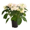 Hortensie 'Love You Kiss' -Gartenbedarf Verkäufe 2024 8240046 PR FS 001 HortensieHydrangeaMacrophyllaLoveYouKissOWT14DehnerExpressHerzig