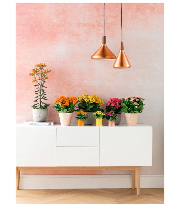 Flammendes Käthchen - Kalanchoe Blossfeldiana, Gefüllt 4 Flammendes Käthchen - Kalanchoe Blossfeldiana, Gefüllt – Bild 2