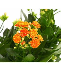 Flammendes Käthchen - Kalanchoe Blossfeldiana, Gefüllt 7 Flammendes Käthchen - Kalanchoe Blossfeldiana, Gefüllt -Gartenbedarf Verkäufe 2024 8240541 WE DE 001 FlammendesKaethchenKalanchoeOrangeGefuelltT13OWDehnerExpressHerzig