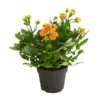 Flammendes Käthchen - Kalanchoe Blossfeldiana, Gefüllt 1 Flammendes Käthchen - Kalanchoe Blossfeldiana, Gefüllt -Gartenbedarf Verkäufe 2024 8240541 WE FS 001 FlammendesKaethchenKalanchoeOrangeGefuelltT13OWDehnerExpressHerzig