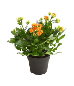 Flammendes Käthchen - Kalanchoe Blossfeldiana, Gefüllt