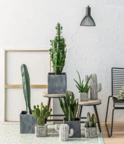 Feigenkaktus - Opuntia Microdasys 'Yellow' -Gartenbedarf Verkäufe 2024 8241184 PR MO 001 Kakteen Sanseviera 8267809 8668378 8686370 8740011 BL12 2019