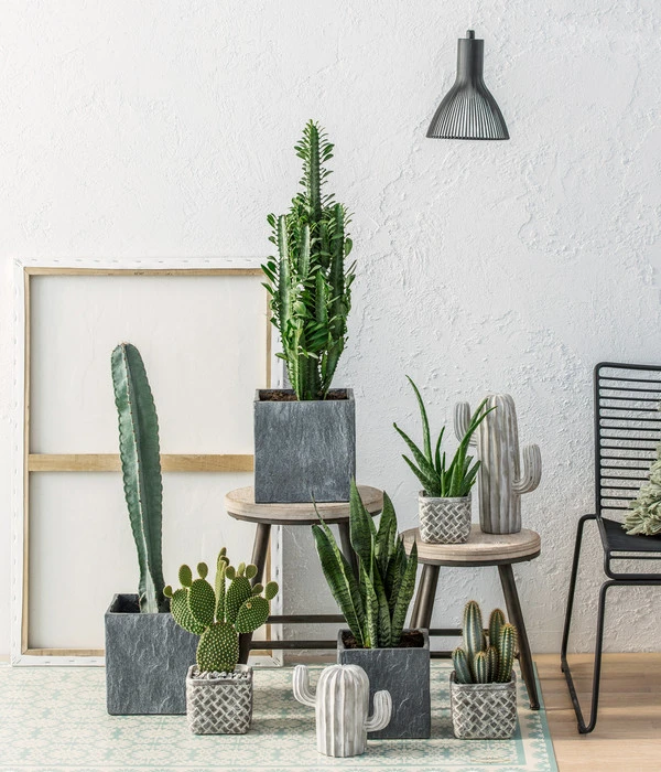 Feigenkaktus - Opuntia Microdasys 'Yellow' – Bild 2