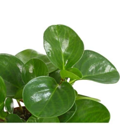Peperomie - Peperomia Obtusifolia -Gartenbedarf Verkäufe 2024 8243040 PR DE 001 PeperomiaObtusifoliaT12DehnerExpressHerzig
