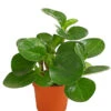 Peperomie - Peperomia Obtusifolia -Gartenbedarf Verkäufe 2024 8243040 PR FS 001 PeperomiaObtusifoliaT12DehnerExpressHerzig