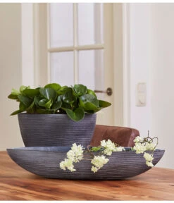 Peperomie - Peperomia Obtusifolia -Gartenbedarf Verkäufe 2024 8243040 PR MO 001 PeperomiaObtusifoliaGPS