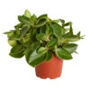 Peperomie - Peperomia Orba 'Pixie Lime' 1 Peperomie - Peperomia Orba 'Pixie Lime' -Gartenbedarf Verkäufe 2024 8243065 PR FS 001 ZwergpfefferPeperomiaPixieLimeT12DehnerExpressZS