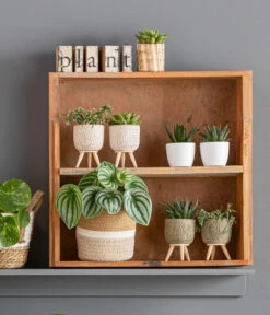 Wassermelonen-Peperomie - Peperomia Argyreia -Gartenbedarf Verkäufe 2024 8243487 WE MO 001 IndoorKorbsortiment