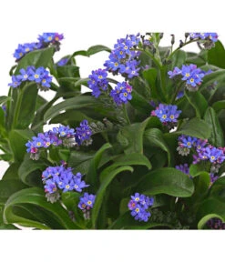 Vergissmeinnicht -Gartenbedarf Verkäufe 2024 8244501 PR DE 001 MyosotisSylvaticaVergissmeinnichtT11DehnerHerzig