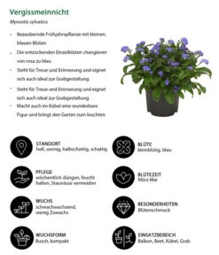 Vergissmeinnicht -Gartenbedarf Verkäufe 2024 8244501 WE IG 001 Vergissmeinnicht