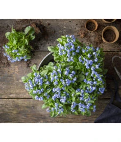 Vergissmeinnicht -Gartenbedarf Verkäufe 2024 8244501 WE MO 001 MyosotisSylvaticaVergissmeinnichtT11blauGC2021