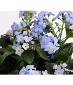 Vergissmeinnicht 'Myomark' 19 Vergissmeinnicht 'Myomark' -Gartenbedarf Verkäufe 2024 8244519 PR DE 001 MyosotisMyomarkT12DehnerExpressHerzig