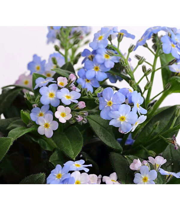 Vergissmeinnicht 'Myomark' 11 Vergissmeinnicht 'Myomark' – Bild 9