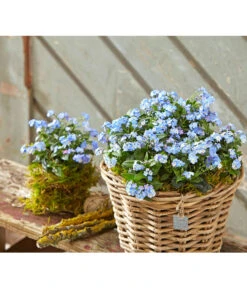 Vergissmeinnicht 'Myomark' 14 Vergissmeinnicht 'Myomark' -Gartenbedarf Verkäufe 2024 8244519 PR MO 001 MyosotisMyomarkBL2 5
