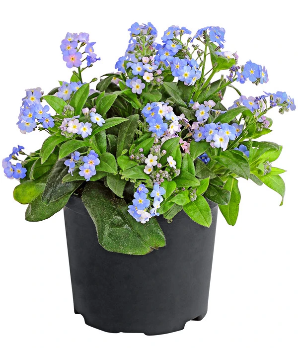 Vergissmeinnicht 'Myomark' 3 Vergissmeinnicht 'Myomark'