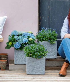 Vergissmeinnicht 'Myomark' 18 Vergissmeinnicht 'Myomark' -Gartenbedarf Verkäufe 2024 8244519 WE MO 001 Vergissmeinicht