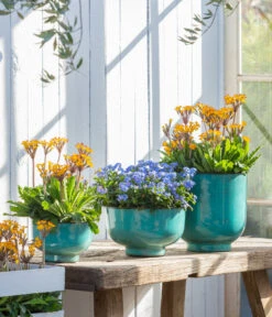 Vergissmeinnicht 'Myomark' 12 Vergissmeinnicht 'Myomark' -Gartenbedarf Verkäufe 2024 8244519 WE MO 001 VergissmeinnichtMyomark