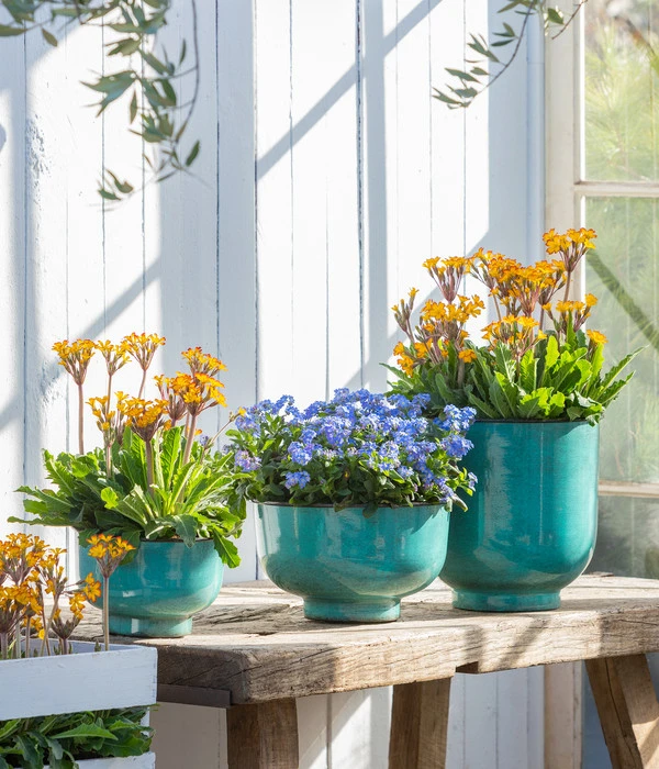 Vergissmeinnicht 'Myomark' 4 Vergissmeinnicht 'Myomark' – Bild 2