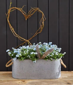 Vergissmeinnicht 'Myomark' 13 Vergissmeinnicht 'Myomark' -Gartenbedarf Verkäufe 2024 8244519 WE MO 002 VergissmeinnichtMyomark