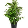 Birkenfeige - Ficus Benjamini 'Anastasia' -Gartenbedarf Verkäufe 2024 8248510 PR FS 001 FicusAnastasiaT21