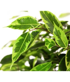 Birkenfeige - Ficus Benjamini 'Anastasia' -Gartenbedarf Verkäufe 2024 8248510 WE DE 002 FicusAnastasiaT21