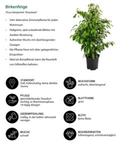 Birkenfeige - Ficus Benjamini 'Anastasia' -Gartenbedarf Verkäufe 2024 8248510 WE IG 001 Birkenfeige