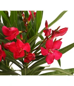 Oleander, Busch 9 Oleander, Busch -Gartenbedarf Verkäufe 2024 8249302 WE DE 001 OleanderBuschT17RotDehnerExpressHerzig