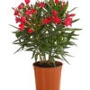 Oleander, Busch 1 Oleander, Busch -Gartenbedarf Verkäufe 2024 8249302 WE FS 001 OleanderBuschT17RotDehnerExpressHerzig