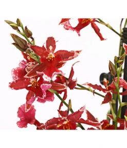 Burrageara-Orchidee - Burrageara 'Lazio' -Gartenbedarf Verkäufe 2024 8249591 PR DE 001 BurragearaLatioDuftT12DehnerExpressHerzig