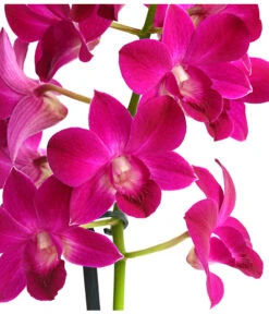 Dendrobium - Dendrobium Cultivaris, Verschiedene Sorten -Gartenbedarf Verkäufe 2024 8250771 WE DE 001 DendrobiumSonderfarbenT12DehnerExpressHerzig