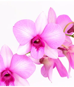 Dendrobium - Dendrobium Cultivaris, Verschiedene Sorten -Gartenbedarf Verkäufe 2024 8250771 WE DE 002 DendrobiumSonderfarbenT12DehnerExpressHerzig