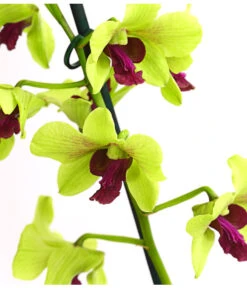 Dendrobium - Dendrobium Cultivaris, Verschiedene Sorten -Gartenbedarf Verkäufe 2024 8250771 WE DE 003 DendrobiumSonderfarbenT12DehnerExpressHerzig