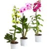 Dendrobium - Dendrobium Cultivaris, Verschiedene Sorten -Gartenbedarf Verkäufe 2024 8250771 WE FS 001 DendrobiumSonderfarbenT12DehnerExpressHerzig