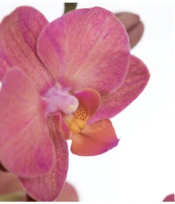Schmetterlingsorchidee - Phalaenopsis Cultivars -Gartenbedarf Verkäufe 2024 8251555 PR DE 002 Phalaenopsis3TrieberSortenmixT12SchmetterlingsorchideeDehnerExpressZS