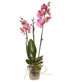 Schmetterlingsorchidee - Phalaenopsis Cultivars -Gartenbedarf Verkäufe 2024 8251555 PR FS 002 Phalaenopsis3TrieberSortenmixT12SchmetterlingsorchideeDehnerExpressZS