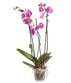 Schmetterlingsorchidee - Phalaenopsis Cultivars -Gartenbedarf Verkäufe 2024 8251555 PR FS 004 Phalaenopsis3TrieberSortenmixT12SchmetterlingsorchideeDehnerExpressZS