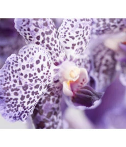 Vanda-Orchidee - Vanda Cultivars -Gartenbedarf Verkäufe 2024 8251589 PR DE 001 VandaGrossbluetigImKorbDehnerExpressZS