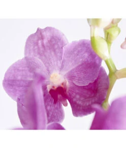 Vanda-Orchidee - Vanda Cultivars -Gartenbedarf Verkäufe 2024 8251589 PR DE 002 VandaGrossbluetigImKorbDehnerExpressZS